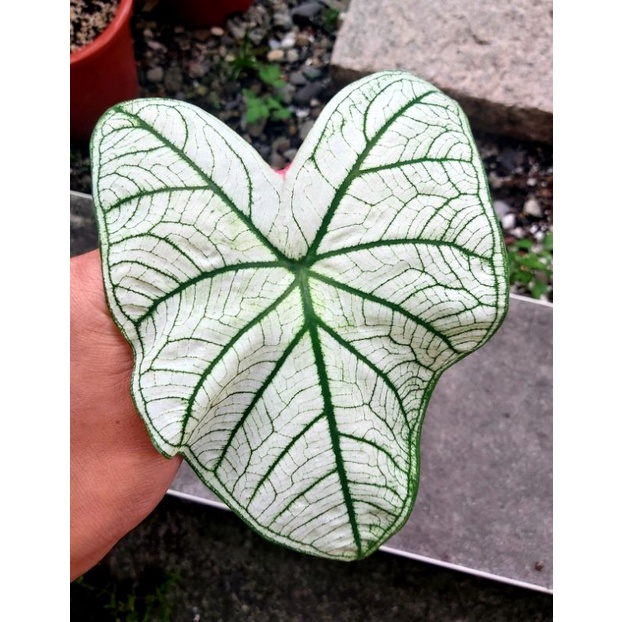 高級純白彩葉芋 Caladium Candidum 'Senior' 誘惑 觀葉植物 室內植物 彩葉芋 雨林 好種 穩根 | 蝦皮購物