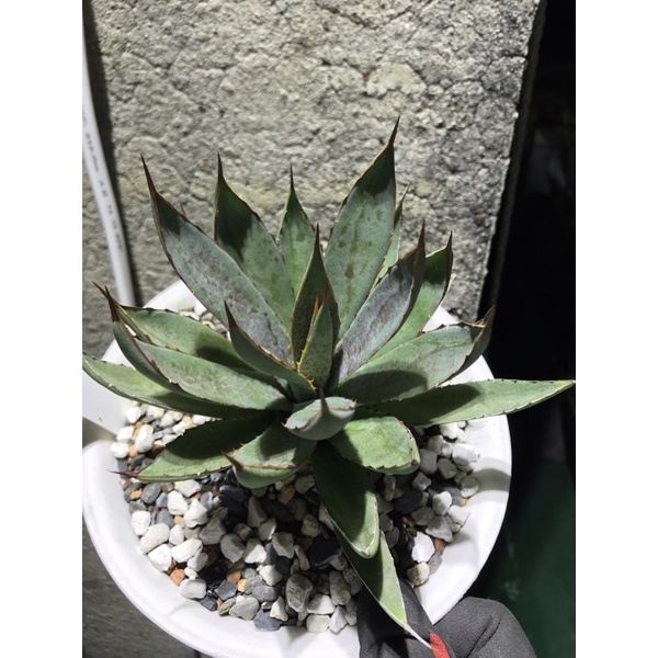 [吾室]心魔 血斑交種龍舌蘭/吾室多肉植物 龍舌蘭Magave agave | 蝦皮購物