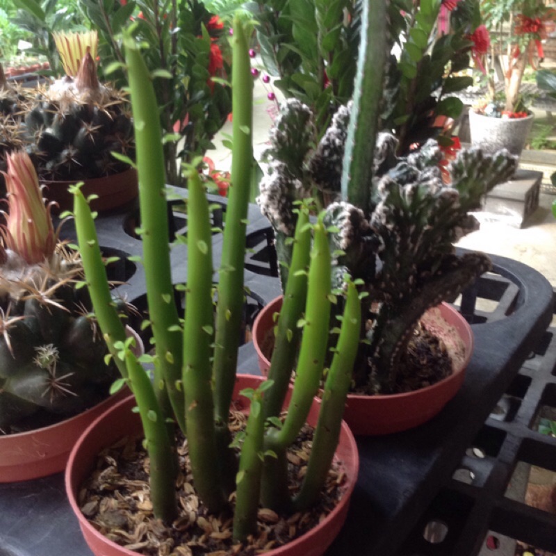 多肉植物：（珊瑚大㦸） | 蝦皮購物