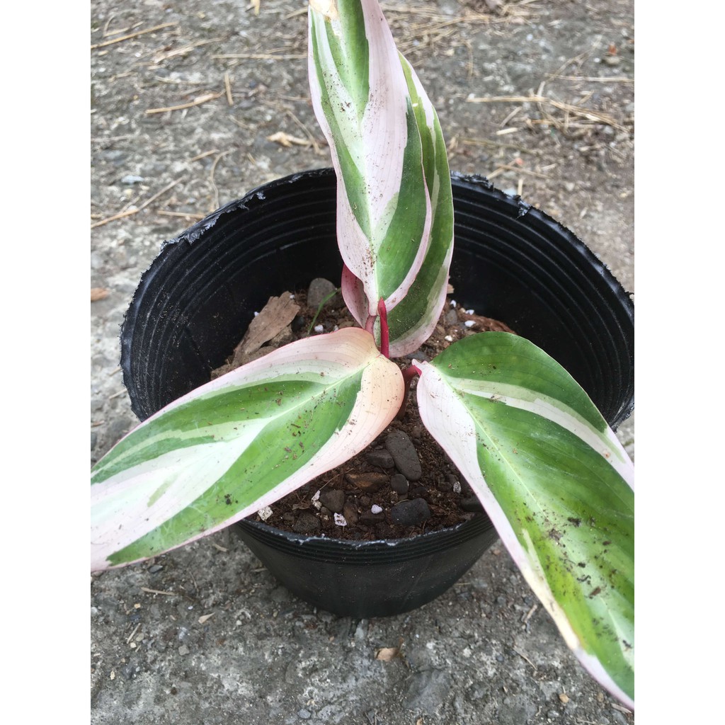 觀葉植物 彩紅竹竽 4吋盆 | 蝦皮購物