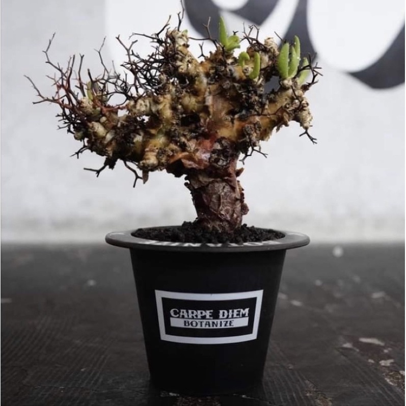 BOTANIZE×CARPE DIEM 植物鉢