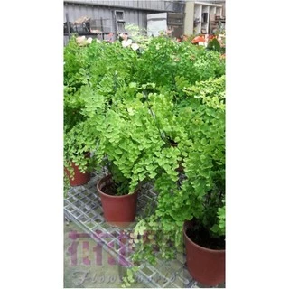 花花世界_室內盆栽**鐵線蕨**5吋盆/高5-15cm/MA