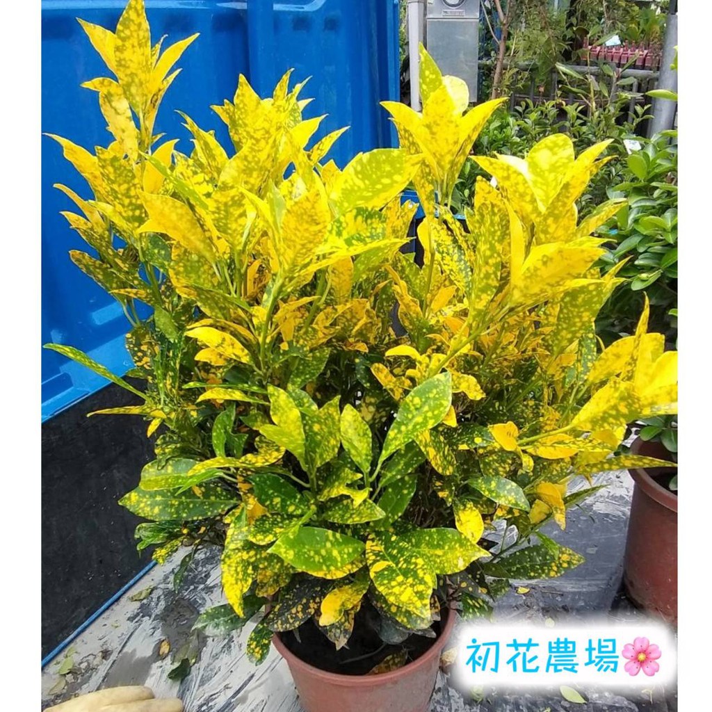 初花農場2店|變葉木｜灑金/龜甲/黃金龜甲/圓滿/流星/彩鑽|3寸黑軟袋/6寸盆｜超商限取2盆｜觀葉植物|室外植物｜ | 蝦皮購物