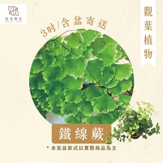 【拈花微笑】鐵線蕨｜3 吋盆｜含盆寄送｜觀葉植物｜綠意療癒｜居家佈置｜空間點綴植栽