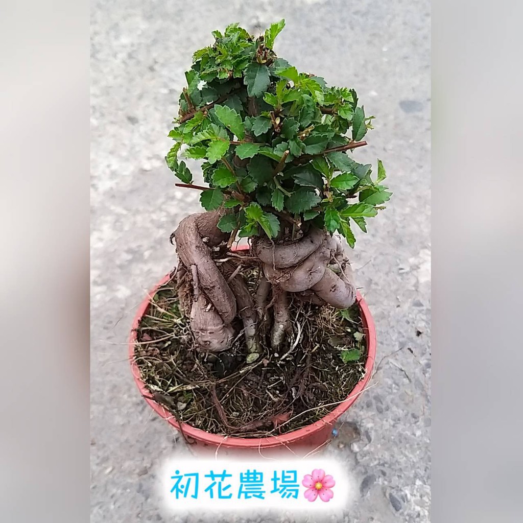 初花農場|榆樹|3吋盆|景觀樹|裸頭造型---定價90特價80 | 蝦皮購物
