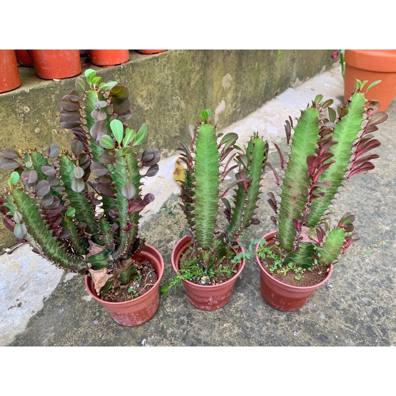 🌵紅彩雲閣Euphorbia trigona彩雲閣 龍骨 仙人掌 多肉植物 單頭 多頭 3寸盆 超超超好種