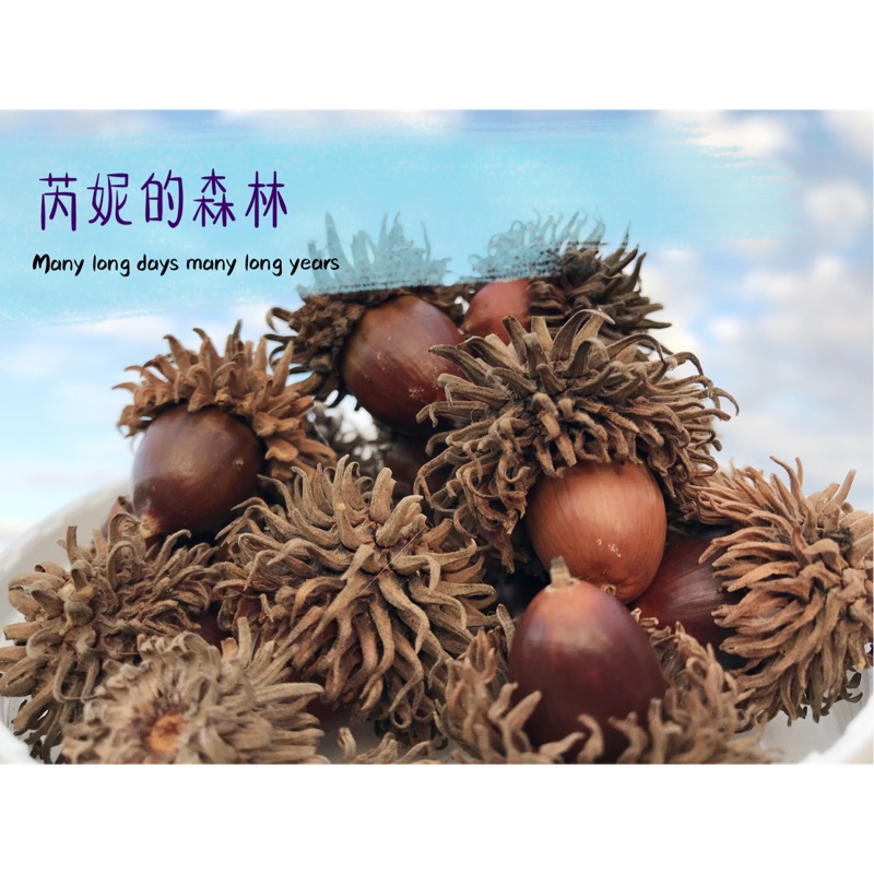 現貨 栓皮櫟 殼斗科 橡實 栗子 櫟子 天然採集 無毒 花圈素材 植物標本 森林風 手作 種子 果實 | 蝦皮購物