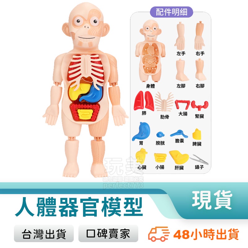 人體器官模型 模型玩具 人體構造 人體器官 人體構造模型 人體器官 器官模型 器官認知 玩美 77802