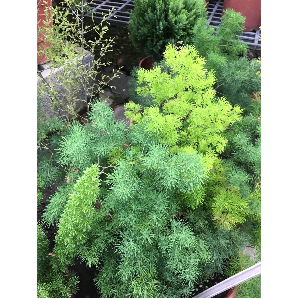 時和花坊-[松葉武竹/蓬萊松]木質草本植物-5/6吋盆/ 似竹非竹似松非松 | 蝦皮購物