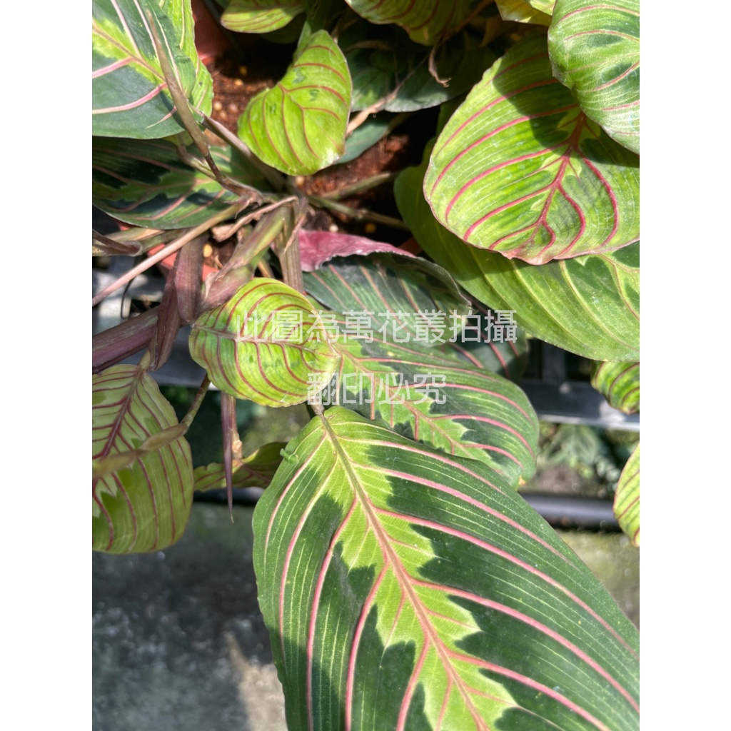 紅脈豹紋竹芋｜優惠推薦 - 蝦皮購物 - 2026年7月