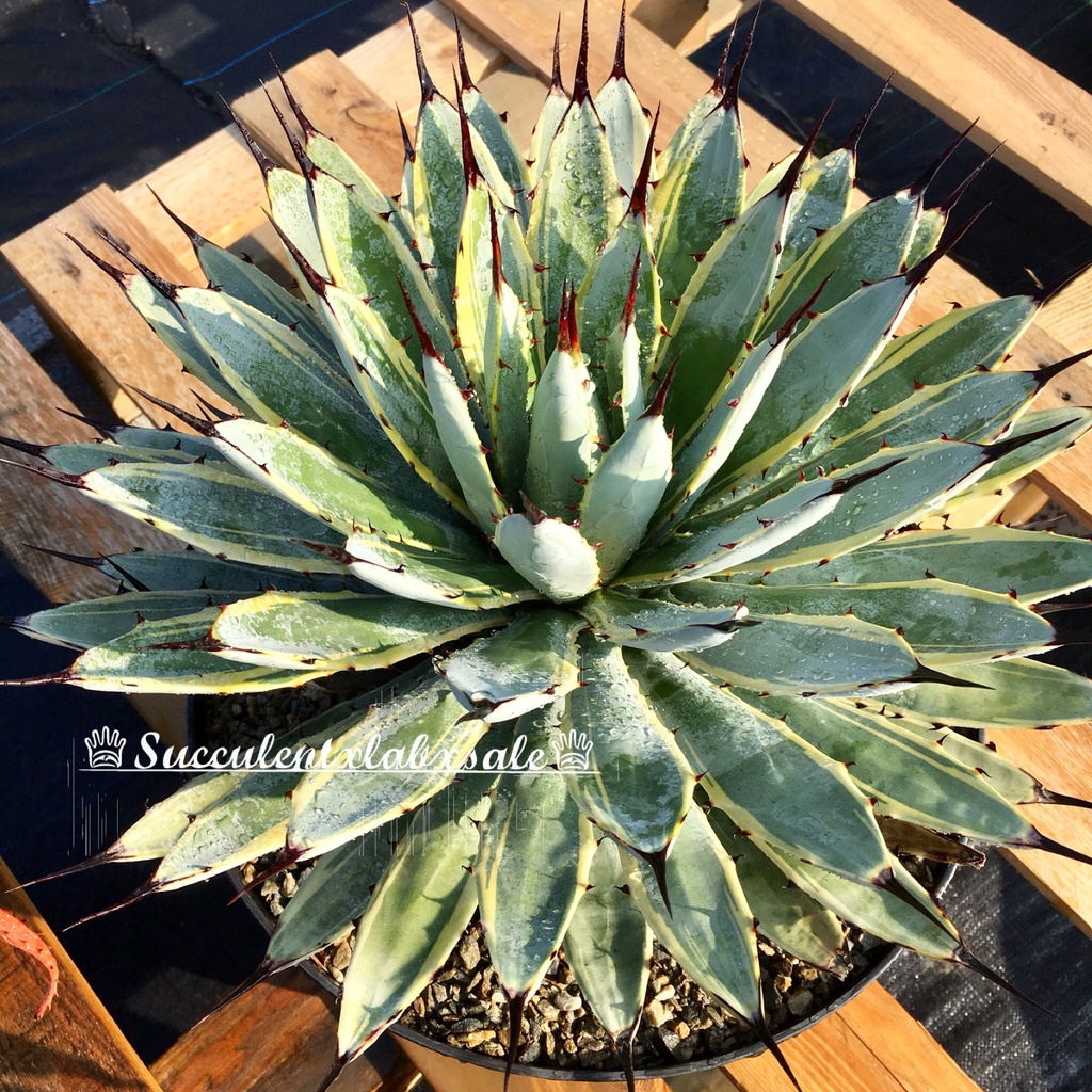 Agave macroacantha 焚く 