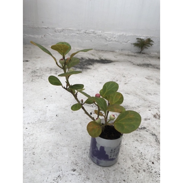 EL Love — 小判菩提Ficus deltoidea | 蝦皮購物