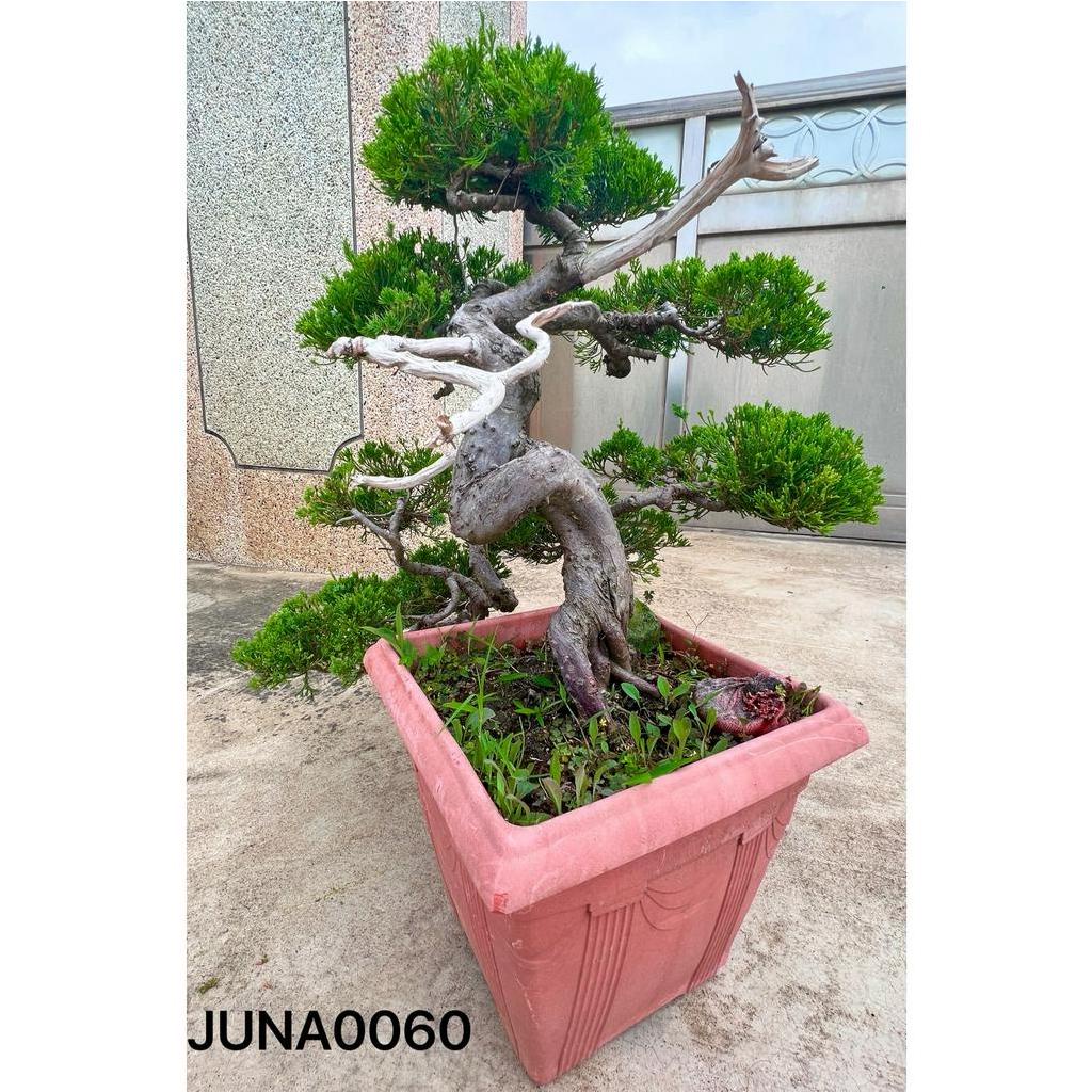 激安商品 盆栽 真柏 植物/観葉植物 - defesadafauna.blog.br