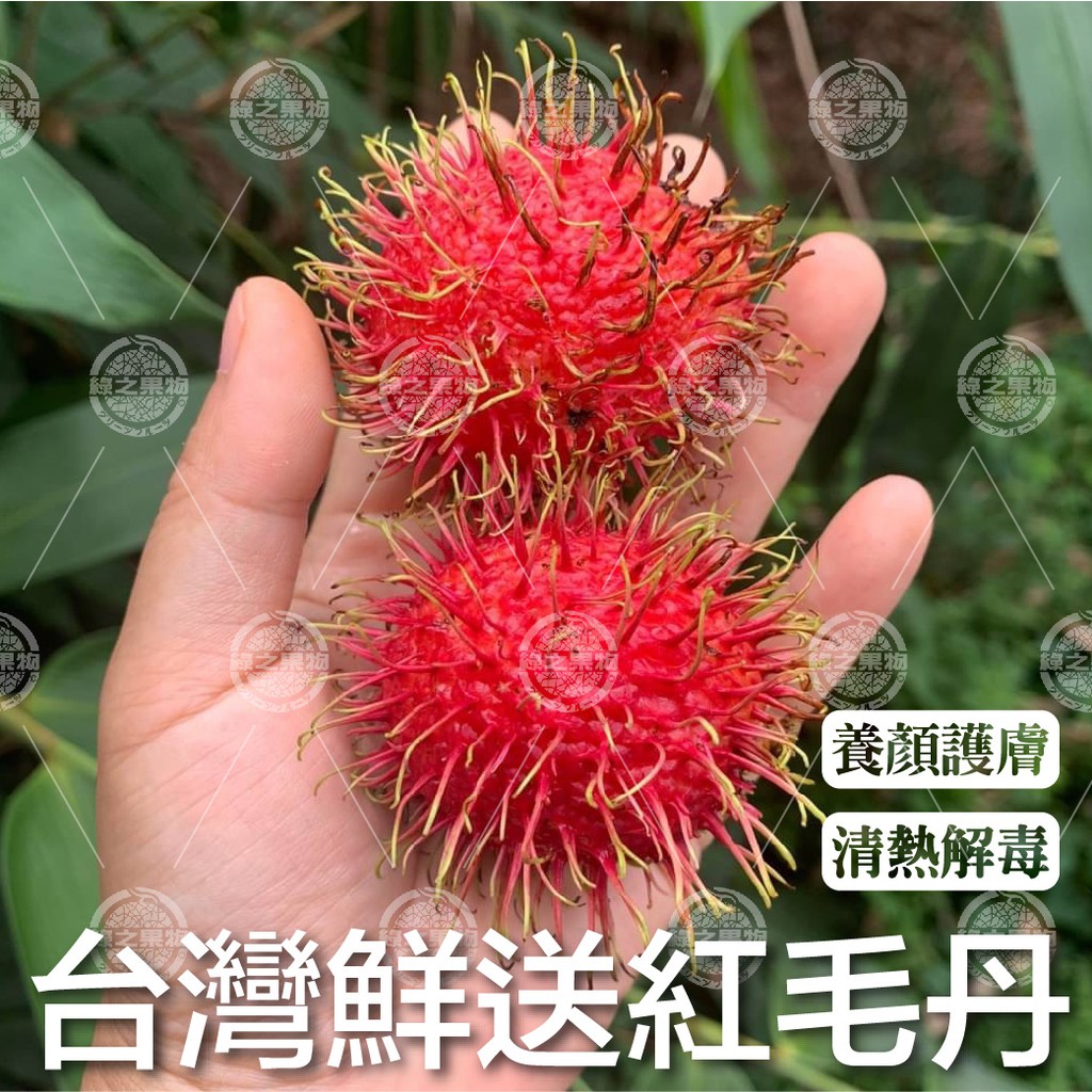 【綠之果物】紅毛丹 毛荔枝 台灣紅毛丹 產地鮮送 | 蝦皮購物