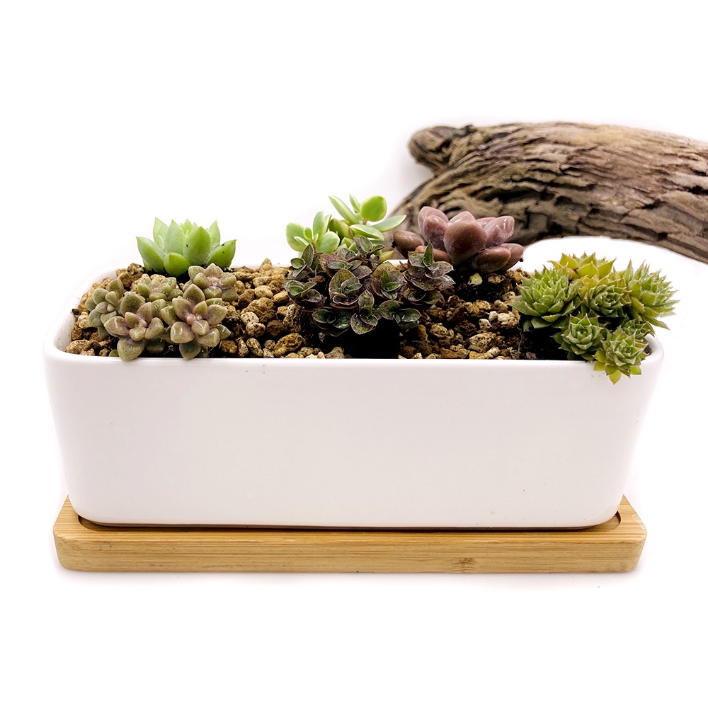 植說】 園藝盆裁多肉植物小方型中方型大長方白瓷花器竹托簡約現代