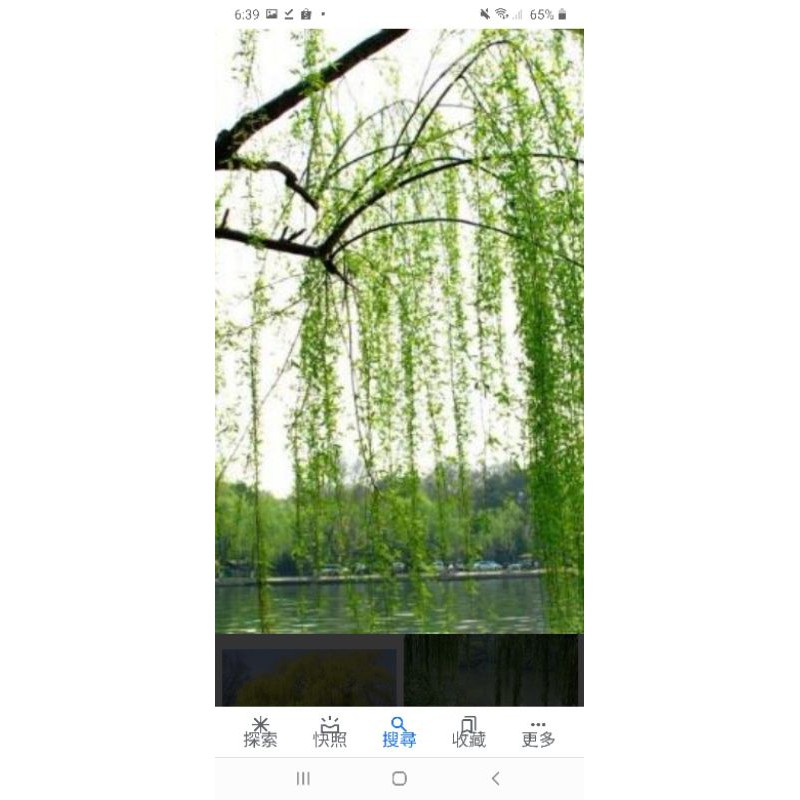 楊柳樹苗一棵25元~ | 蝦皮購物