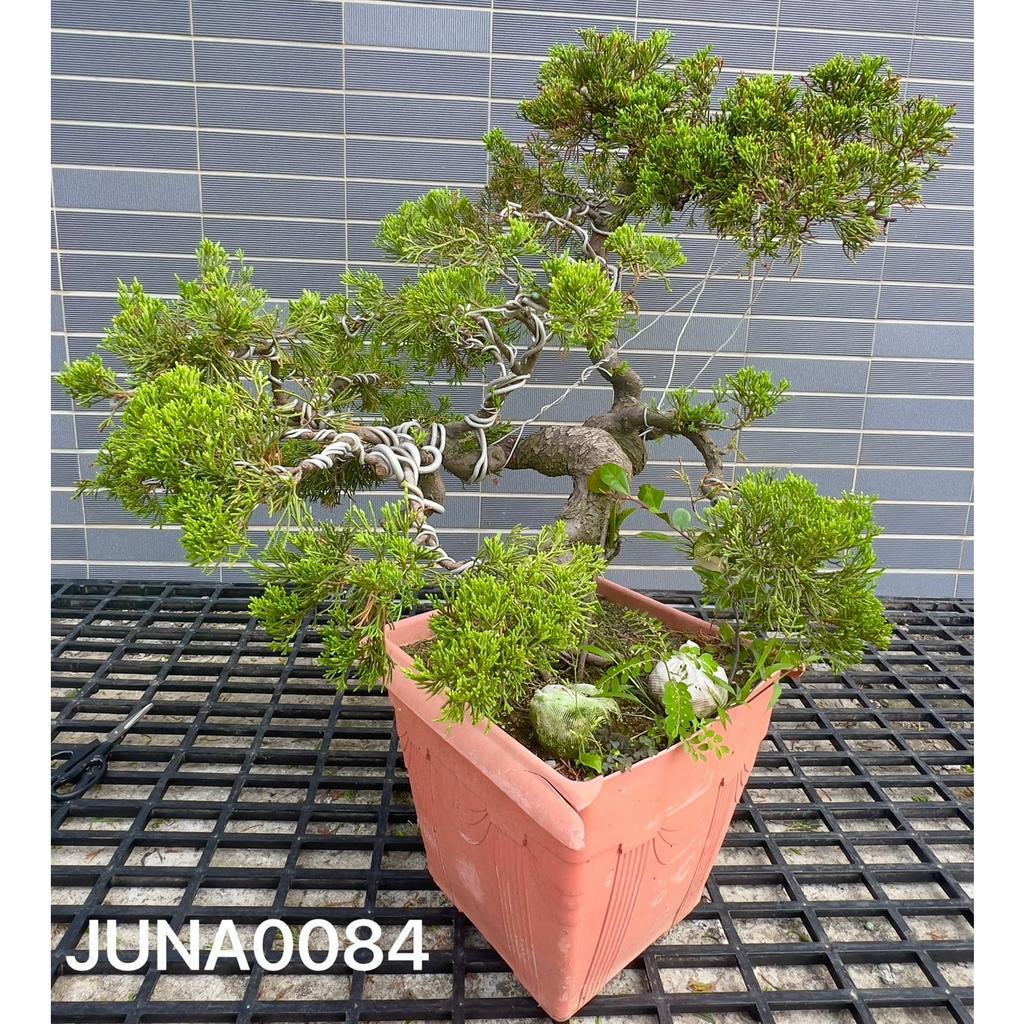 激安商品 盆栽 真柏 植物/観葉植物 - defesadafauna.blog.br