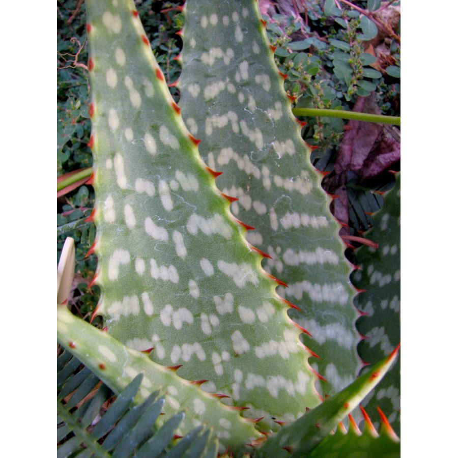 Aloe macrocarpa (Zebra Aloe) 4|