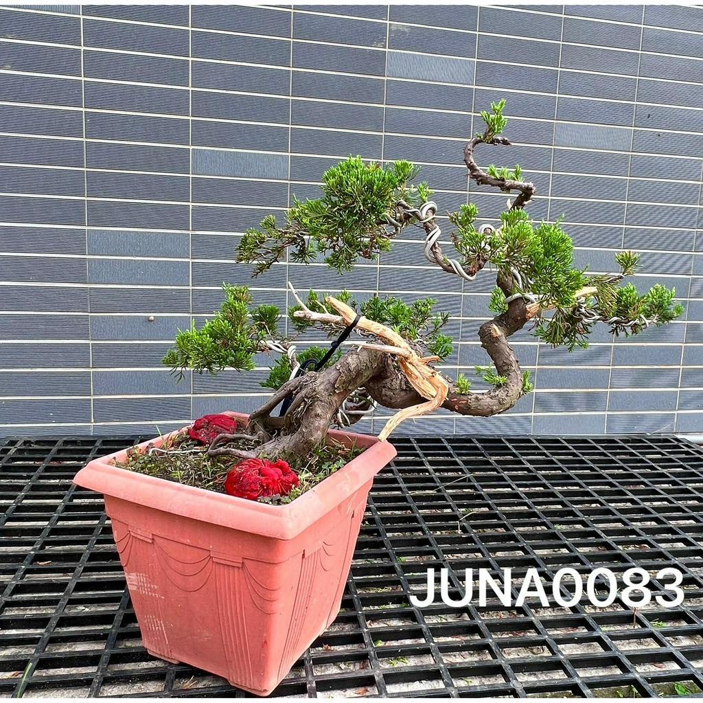 激安/新作 真柏盆栽 植物/観葉植物 - studioarq20.com.br