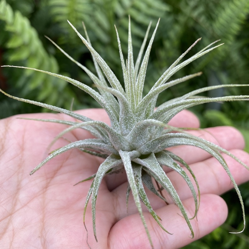 空氣鳳梨銀葉小精靈Tillandsia ionantha Silver | 蝦皮購物