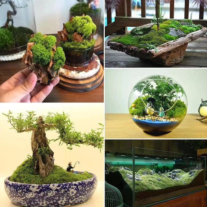 盆栽石- 優惠推薦- 2023年10月| 蝦皮購物台灣