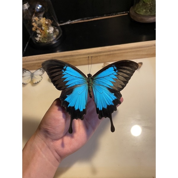 【現貨】🦋英雄翠鳳蝶🦋 標本 標本乾貨 未展乾貨三角紙包裝 閃蝶 蝴蝶標本 昆蟲標本 蝴蝶乾貨 5隻以上有優惠