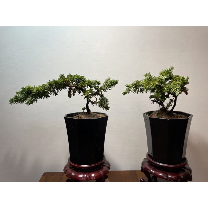 藝樹植栽」高嶺杜松-小品盆栽-3.5寸8角盆| 蝦皮購物