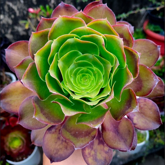 多肉植物。辛尼亚法師錦 法师锦盛宴！有哪些品种，63种多肉法师锦状态图对比参考- YouTube