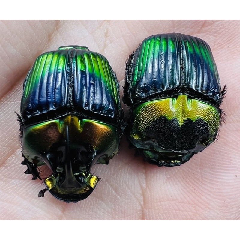 昆蟲標本Phanaeus imperator 23-24mm 帝王糞金龜成對標本大型個體