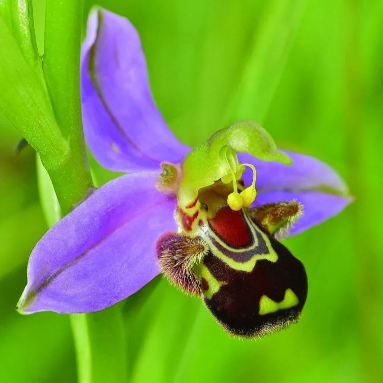 Polyrrhiza lindenii幽靈蘭瓶苗| 蝦皮購物