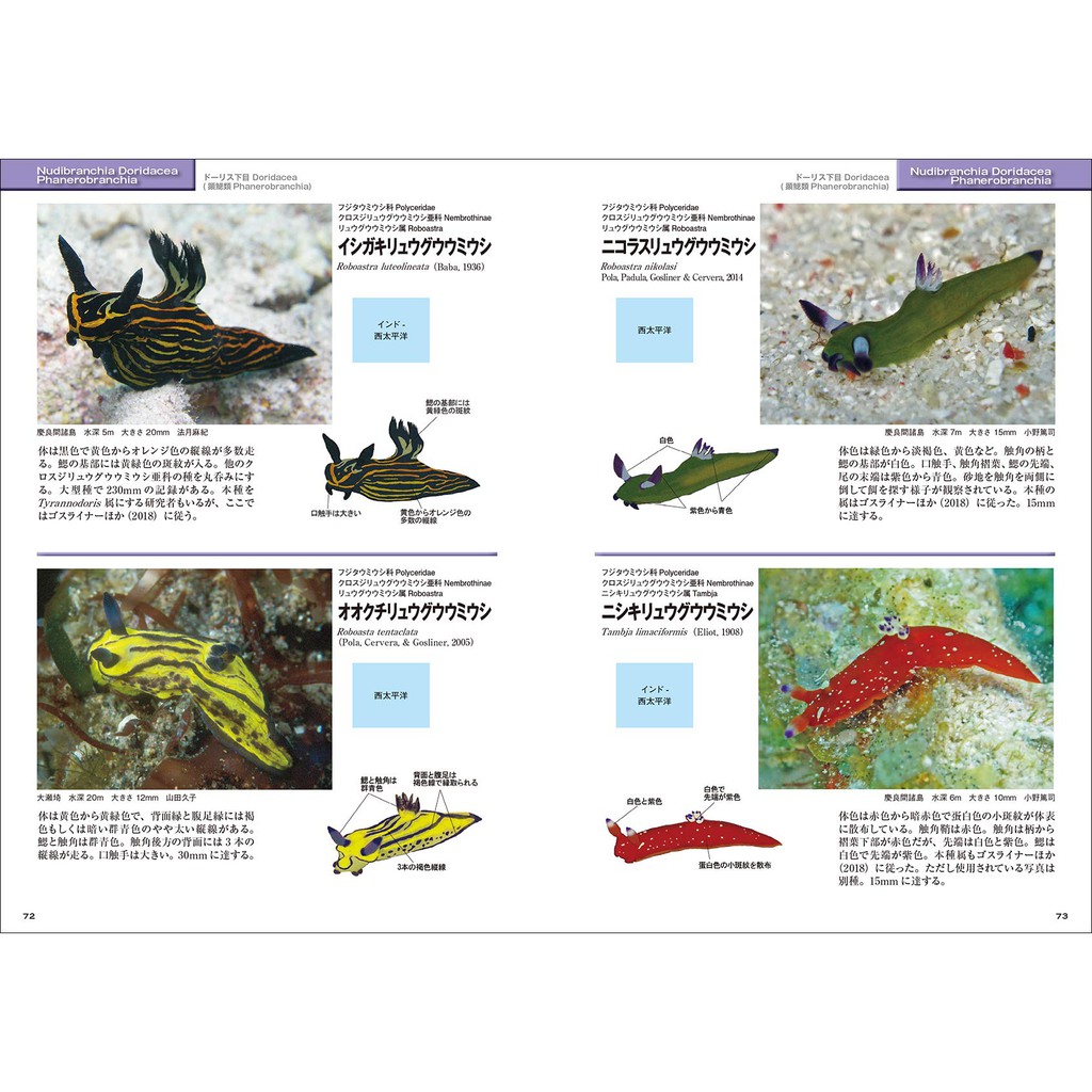 2020新版海蛞蝓圖鑑_日文(自然觀察指南)/臺灣的海蛞蝓圖鑑(英文 2020新版海蛞蝓圖鑑_日文(自然觀察指南)/臺灣的海蛞蝓圖鑑(英文