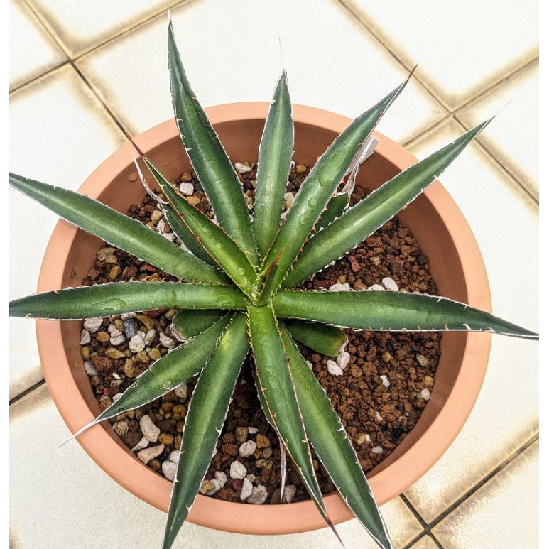 Agave garciae-mendozae () |