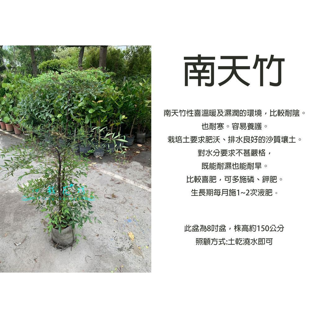 心栽花坊-南天竹/8吋/觀葉植物/綠籬植物/綠化植物/特價1000 | 蝦皮購物