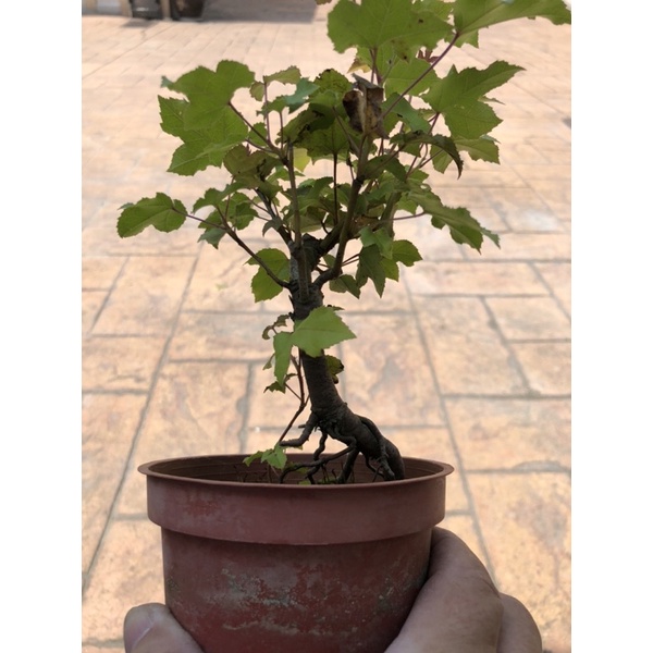 楓盆栽　小品 楓香黄楓🍁｜3.5吋盆～小品精品盆栽| 蝦皮購物