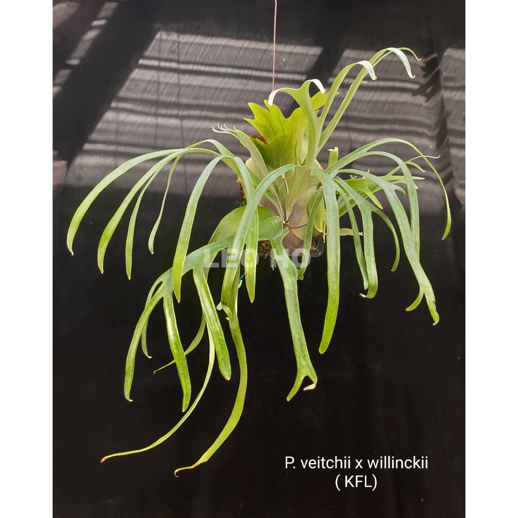 P.veitchii×(P.willinckii×P.veitchiiwild) （P.Sribow（P.willinckii 