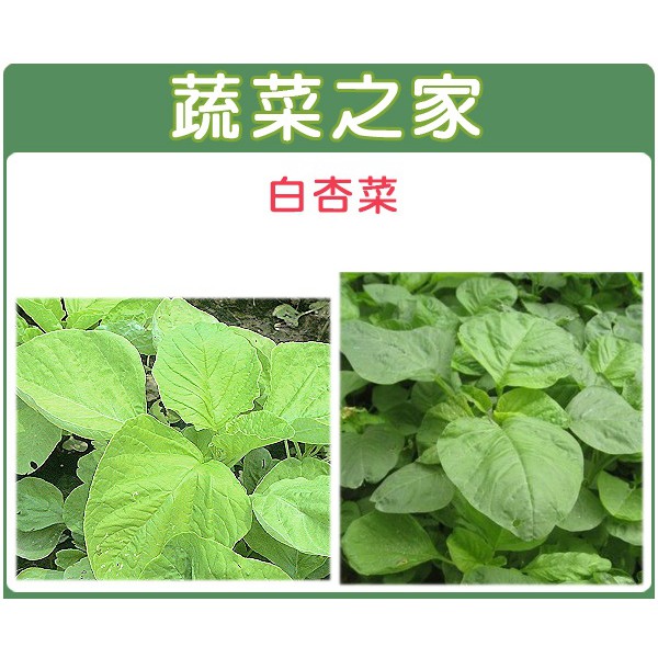 蔬菜之家滿額免運【00A13】大包裝白杏菜種子250克 | 蝦皮購物