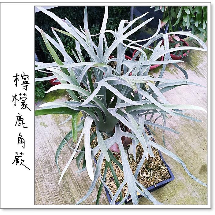 美心花園>鹿角蕨檸檬鹿角蕨P. veitchill cv. Lemoinei (銀鹿特殊個體