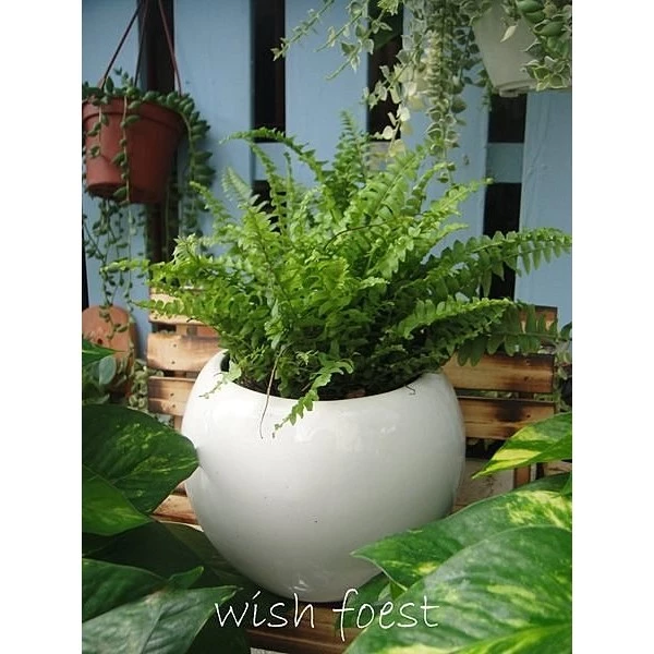 WISH FOREST 波士頓腎蕨 觀葉植物室內盆栽