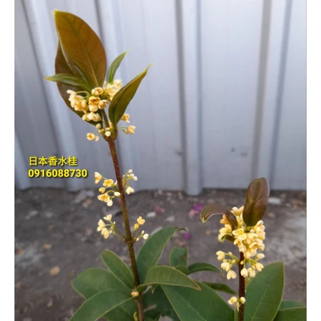 各式桂花盆栽 日本香水桂(6吋)