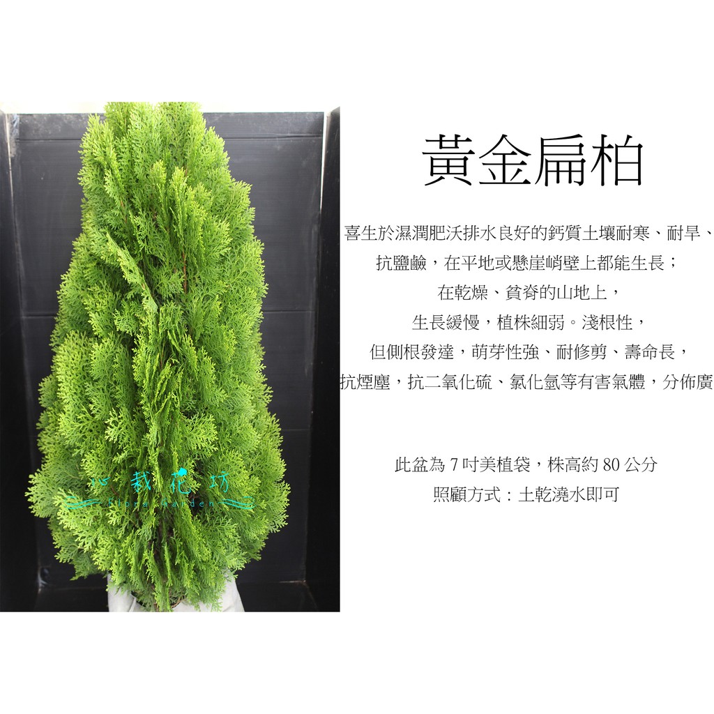心栽花坊-黃金扁柏/聖誕節必備/扁柏/7吋/綠籬植物/綠化環境/售價400特價350 | 蝦皮購物