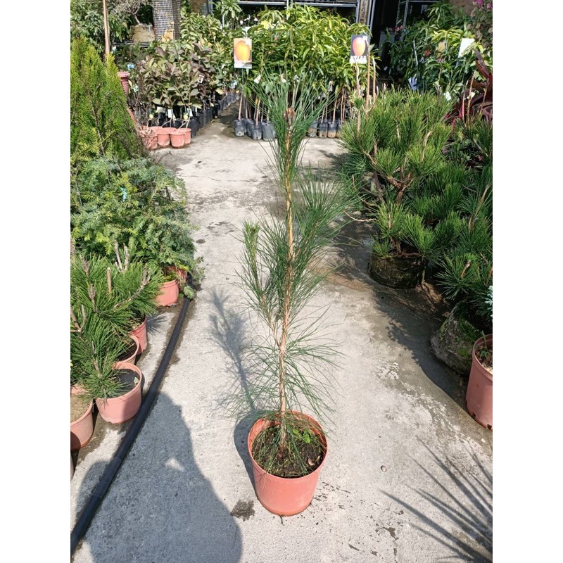 琉球松，土面高1米，定價600 | 蝦皮購物