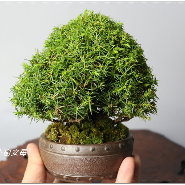 小樹安每】日本盆缽-[ 鴻陽] 織部釉外緣雲足長方鉢10cm | 蝦皮購物