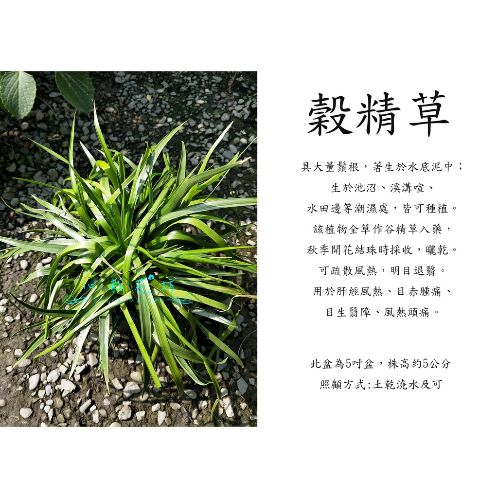 心栽花坊-穀精草/5吋/香料香草植物/售價150特價120 | 蝦皮購物