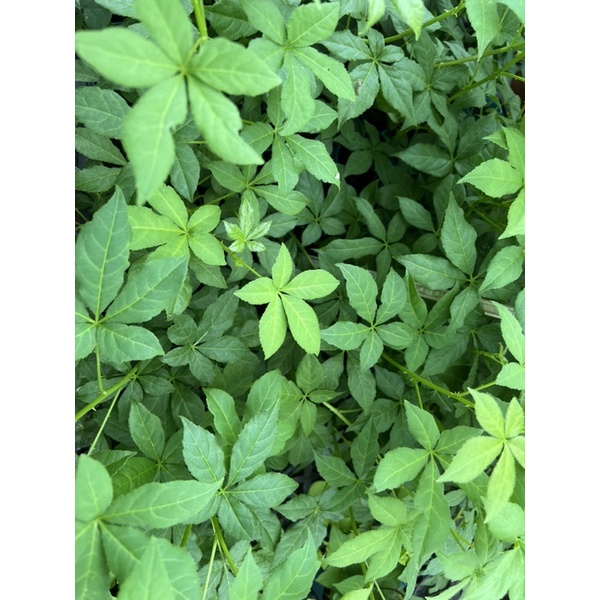 刺五加（3 寸 盆) | 蝦皮購物