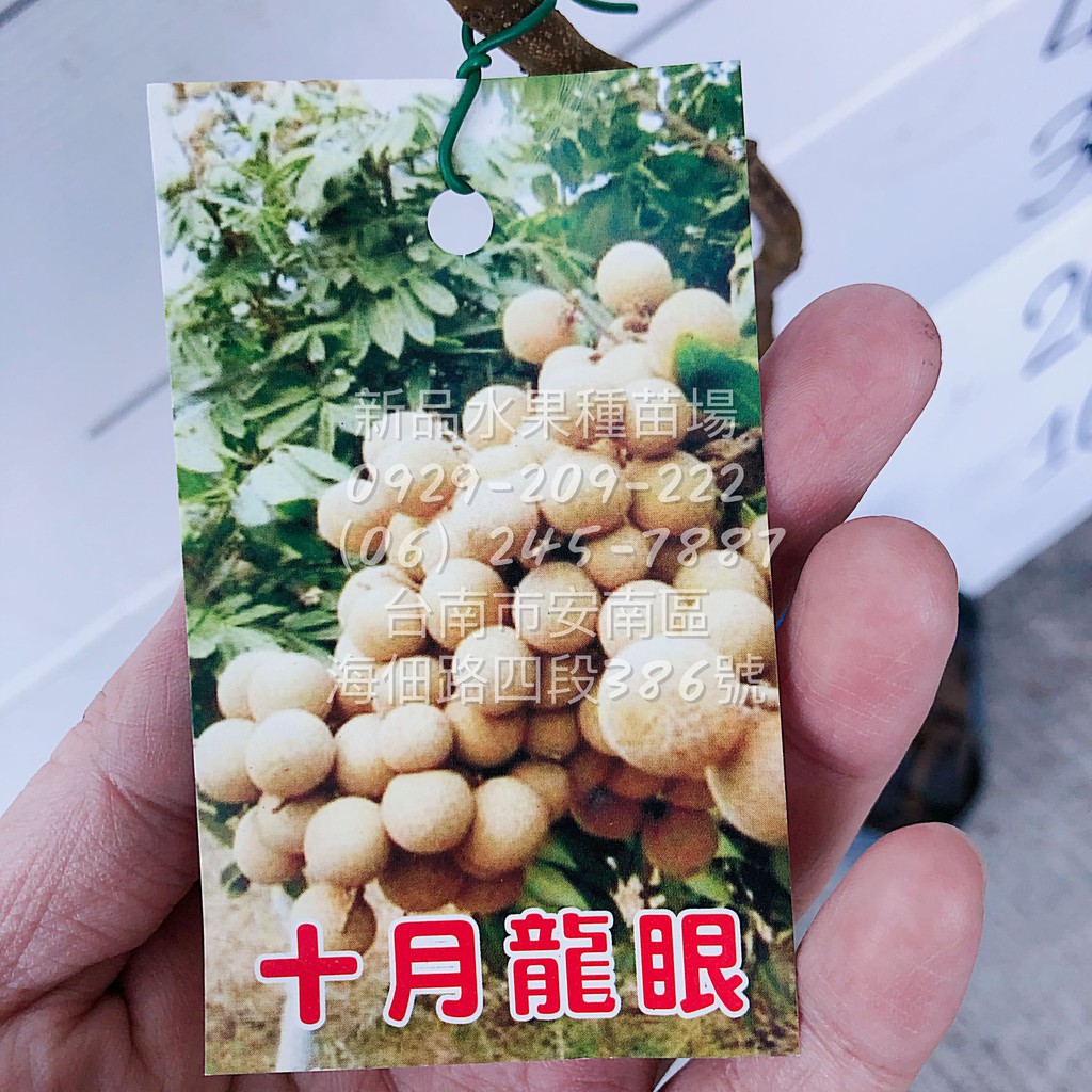 十月龍眼苗(最晚熟/果實大/甜) 龍眼苗十月龍眼水果苗嫁接苗批發零售