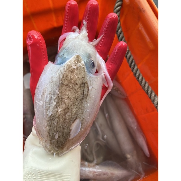 「現」藍海鮮魚-大溪漁港每日現撈「花枝 紅殼花枝 深海花枝」 | 蝦皮購物