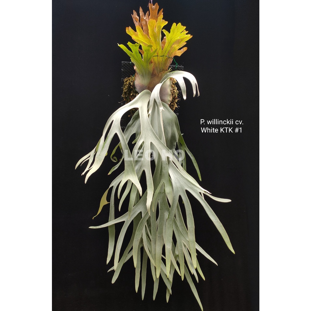 LEO雨林植物》P. willinckii cv. White KTK #1 白爪哇鹿角蕨
