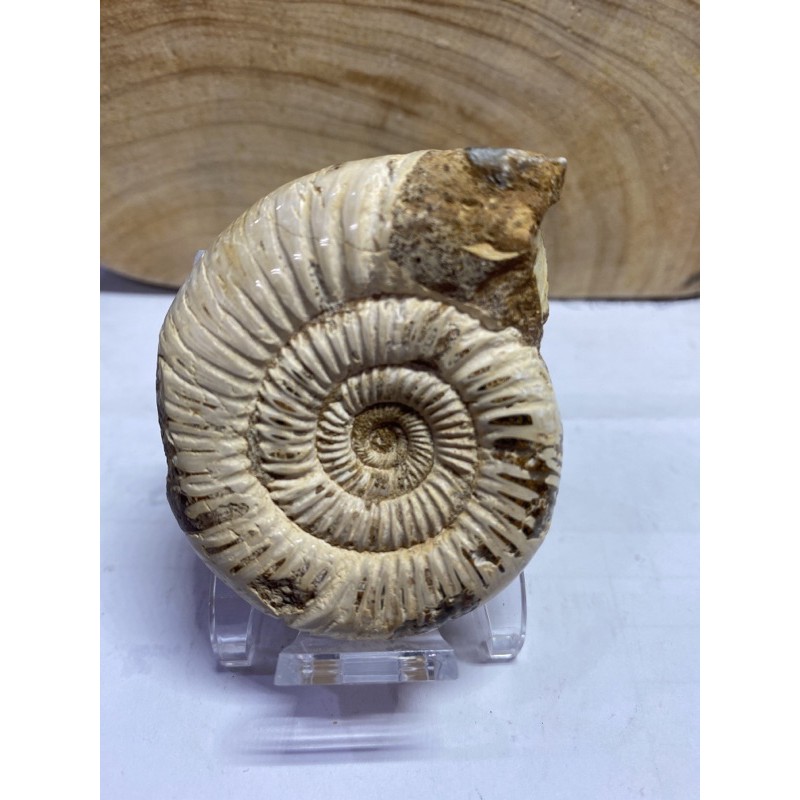特大菊化石 置物 12727g H4-0722② D407天然螺化石/泥螺化石/菊石化