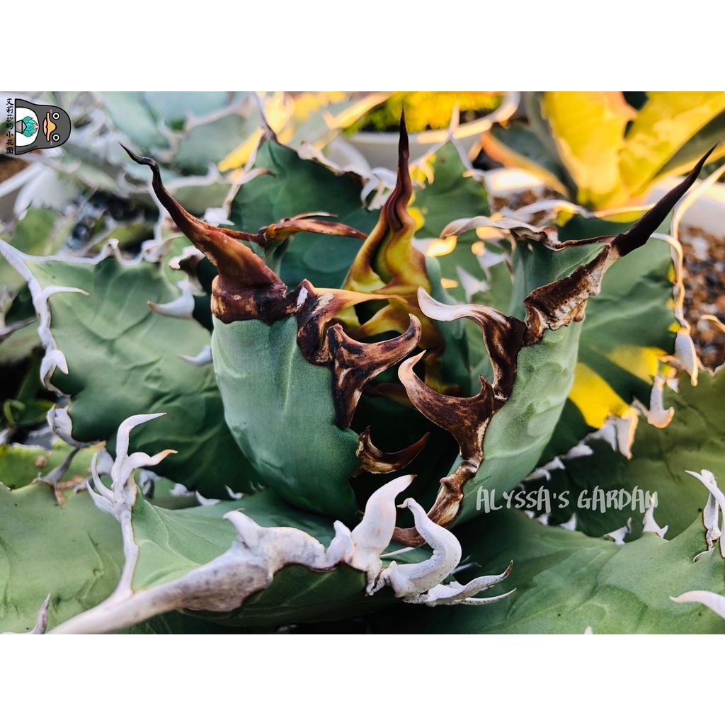 艾莉莎的小花園】🌵Agave titanota-狂刺夕映嚴龍/販售側芽🌵AGAVE/龍舌