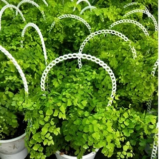 花園植物工坊♥觀葉植物♥鐵線蕨♥4/5吋吊盆♥